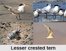 Lesser Crested Tern, Indian Bird