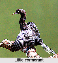 Little cormorant, Indian Bird