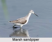 Marsh Sandpiper, Indian Bird