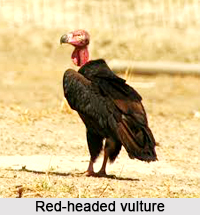 Red-Headed vulture, Indian Bird
