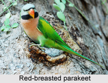 Red-Breasted Parakeet, Indian Bird