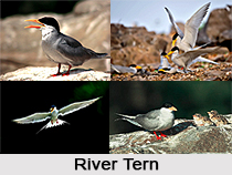 River Tern, Indian Bird
