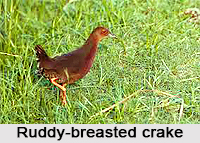 Ruddy-Breasted Crake, Indian Bird