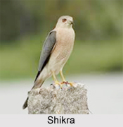 Shikra, Indian Bird