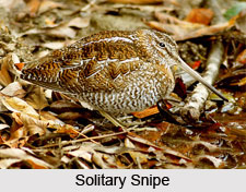 Solitary Snipe, Indian Bird