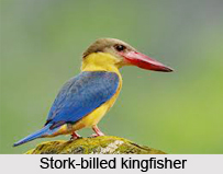 Stork-Billed Kingfisher, Indian Bird