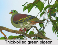 Thick-Billed Green Pigeon, Indian Bird
