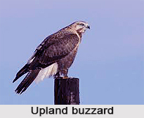 Upland Buzzard, Indian Bird