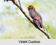 Violet Cuckoo, Indian Bird