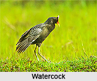 Water Cock, Indian Bird