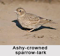 Ashy-Crowned Sparrow-Lark, Indian Bird