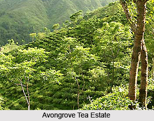 Avongrove Tea Estate