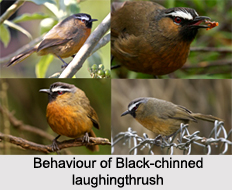 Black-Chinned Laughingthrush, Indian Bird