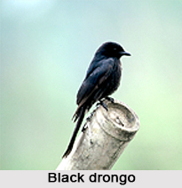 Black Drongo, Indian Bird