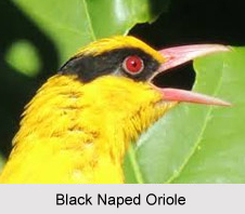 Black-Naped Oriole, Indian Bird