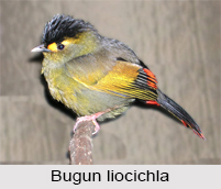 Bugun Liocichla, Indian Bird