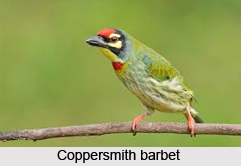 Coppersmith Barbet, Indian Bird