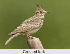 Crested Lark, Indian Bird