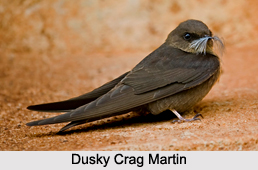 Dusky Crag Martin, Indian Bird