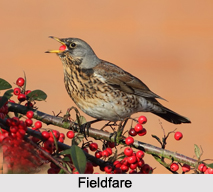 Fieldfare, Indian Bird
