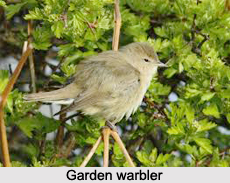 Garden Warbler, Indian Bird