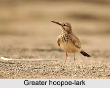 Greater Hoopoe-Lark, Indian Bird