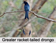 Greater Racket-Tailed Drongo, Indian Bird