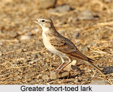 Greater Short-Toed Lark, Indian Bird