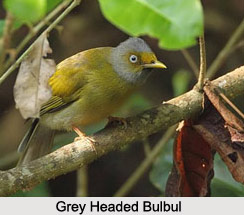 Grey-Headed Bulbul, Indian Bird