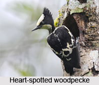 Heart-Spotted Woodpecker, Indian Bird