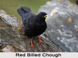 Red-Billed Chough, Indian Bird