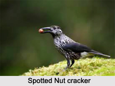 Spotted Nutcracker, Indian Bird