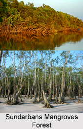 Sundarbans Mangrove Forest in India