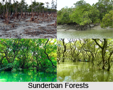 Forests in Eastern India