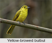 Yellow-Browed Bulbul, Indian Bird