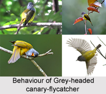 Grey-Headed Canary-Flycatcher, Indian Bird