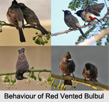 Red-Vented Bulbul, Indian Bird