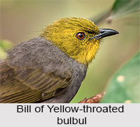 Yellow-Throated Bulbul, Indian bird