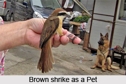 Brown Shrike, Indian Bird