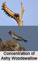 Ashy Woodswallow, Indian Bird