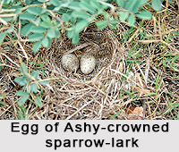 Ashy-Crowned Sparrow-Lark, Indian Bird