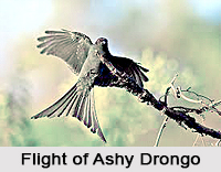 Ashy Drongo, Indian Bird