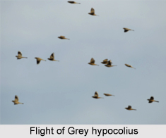 Grey Hypocolius, Indian Bird