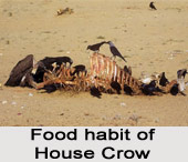 House Crow, Indian Bird