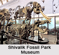 Shivalik Fossil Park, Himachal Pradesh