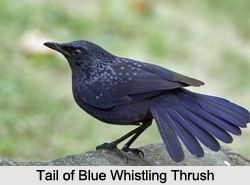 Blue Whistling Thrush, Indian Bird