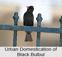 Black Bulbul, Indian Bird