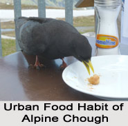 Alpine Chough, Indian Bird