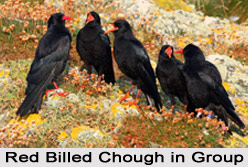 Red-Billed Chough, Indian Bird