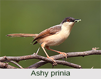 Ashy Prinia, Indian Bird